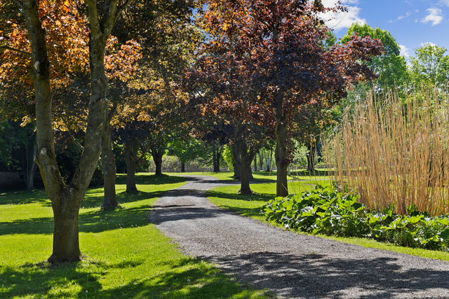 Tree-lined private drive